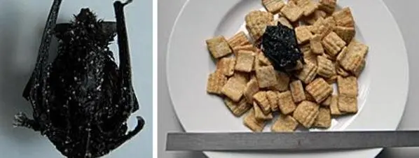 Se encuentra un murciélago momificado en los cereales