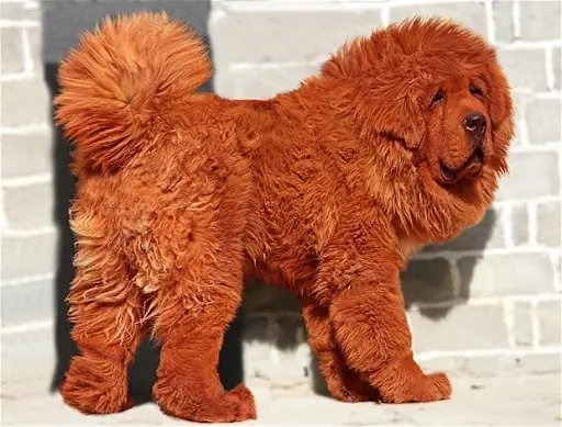 Un perro chino de 1 palo verde!