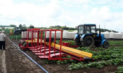 Curiosa forma de plantar pepinos