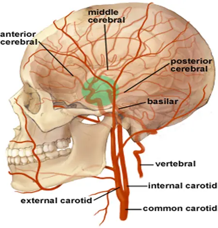 La Ciencia del Cerebro Humano , Sistemas Nervioso - Megapost