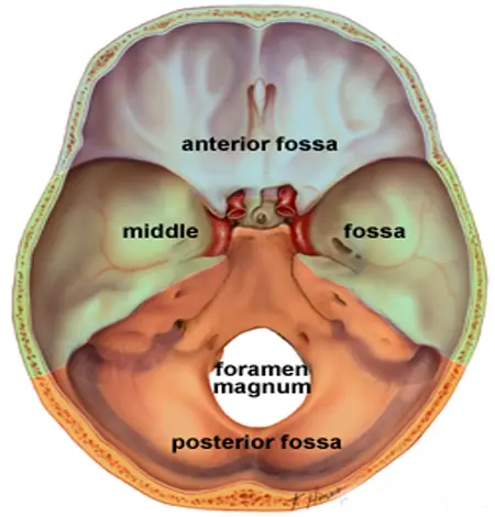 La Ciencia del Cerebro Humano , Sistemas Nervioso - Megapost