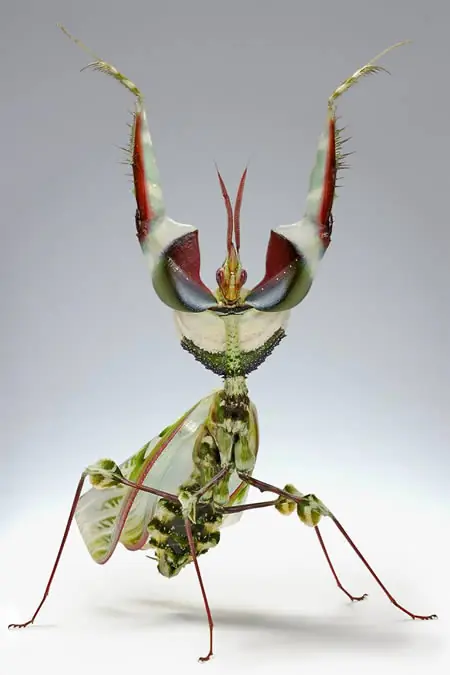 Los 10 insectos más terroríficos