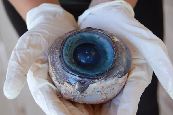 Encuentran un ojo gigante en las costas de EEUU