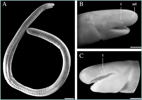 Nueva especie de anfibio sin pulmones