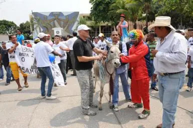 Intentan inscribir a un burro como candidato a asambleísta