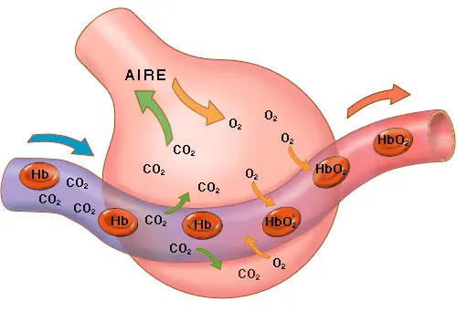 Sistema respiratorio. Un poco mas de como respira