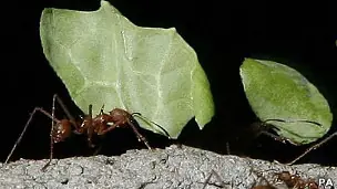 Ciber-hormigas imitan a internet para rastrear su alimentos