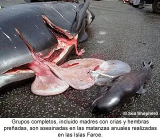 Japón: cazar ballenas es parte de nuestra cultura