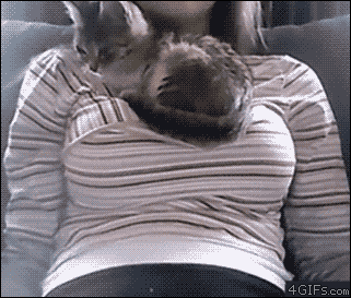 GIFs de gatos. ¡Entrá!