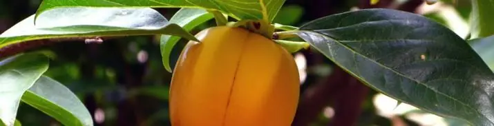 Cuando podar los árboles frutales