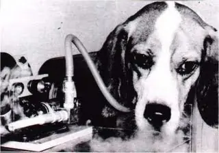 Fumar te hace cómplice de la tortura animal