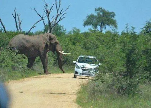 Te desmiento! [No Hagas Enfadar A Un Elefante]