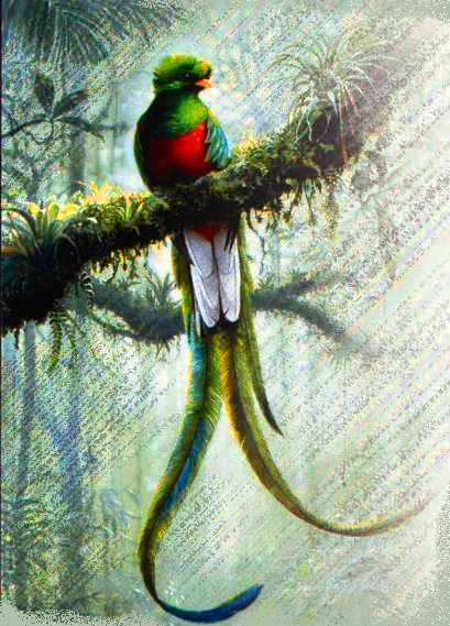 Quetzal ave en peligro de extincion