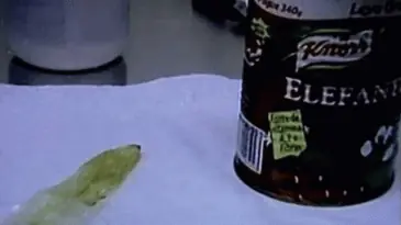 Se encuentra un preservativo usado en un bote de tomate.