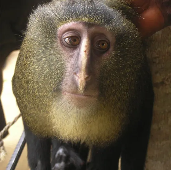 Descubrieron Nueva Especie De Monos.