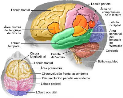 Los 5 mejores alimentos del mundo para el cerebro