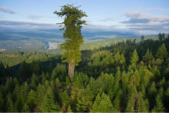 10 árboles más altos de la Tierra