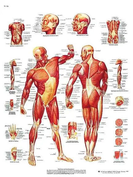 La importancia de elongar pre y post entrenamiento