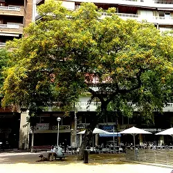 Los arboles que lloran (?
