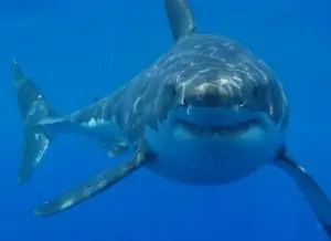 Caza de tiburones
