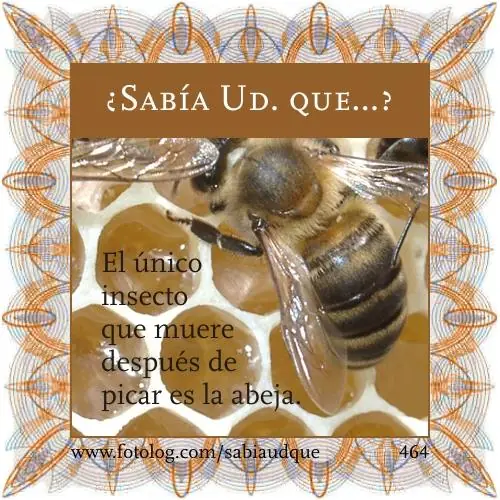 Sabia usted que? Datos curiosos sobre los animales