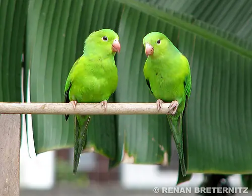 Clases De aves Del Mundo