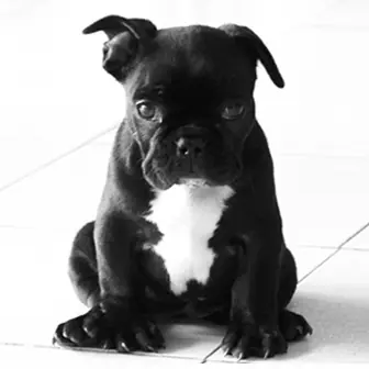 bulldog