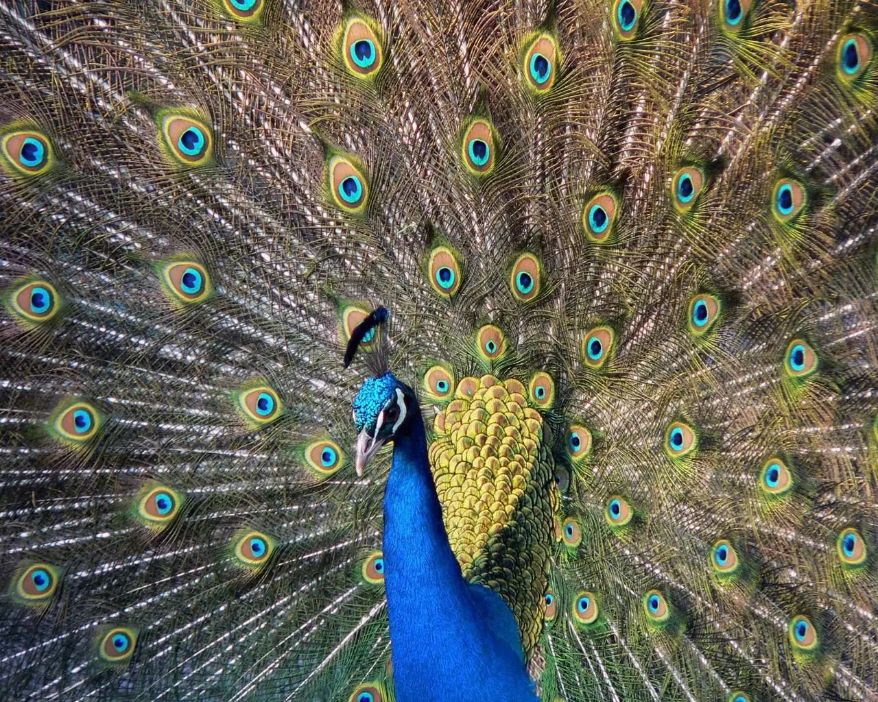 La cola del Pavo Real no impresiona a la hembra