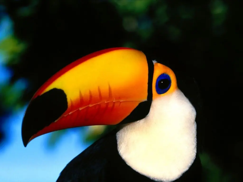 Aves exoticas