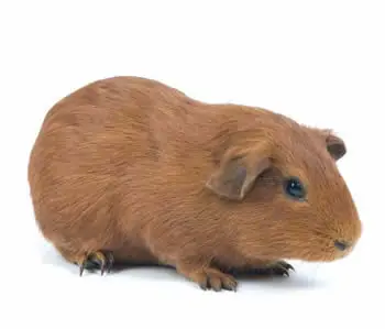 Me compre un cobaya y te lo muestro