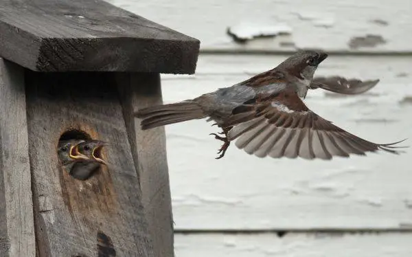 Aves usan colillas de cigarros para alejar a parásitos de l