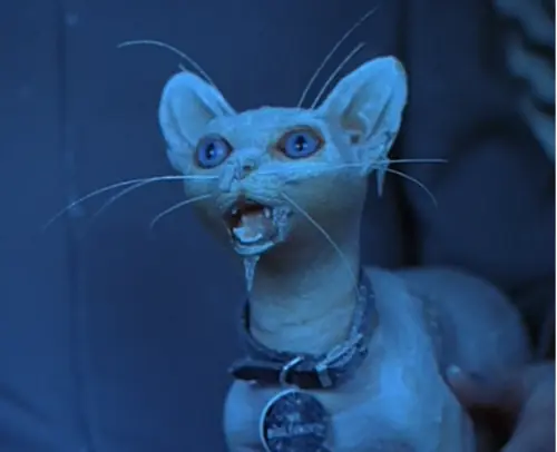 Una Mujer Tiene 100 gatos en su congelador