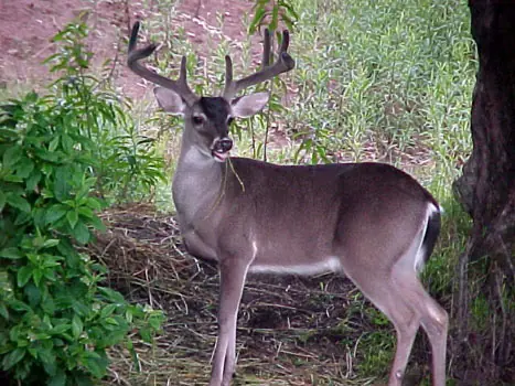 Es Un Duende ?? O Es Una Ficcion?? Usteden Deciden!