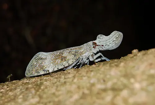 Increíble Insecto