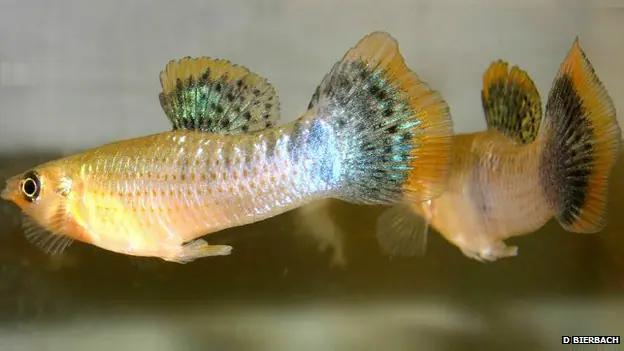En el reino de los peces, las mujeres los prefieren gay
