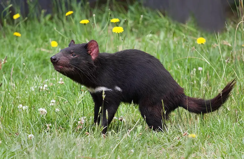 el demonio o diablo de tasmania