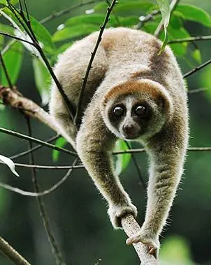 Hallan primate venenoso