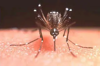 ¿Por qué el VIH no se contagia por las picaduras de mosqui