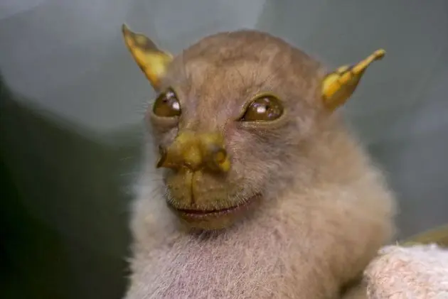 Los 10 animales más raros del mundo