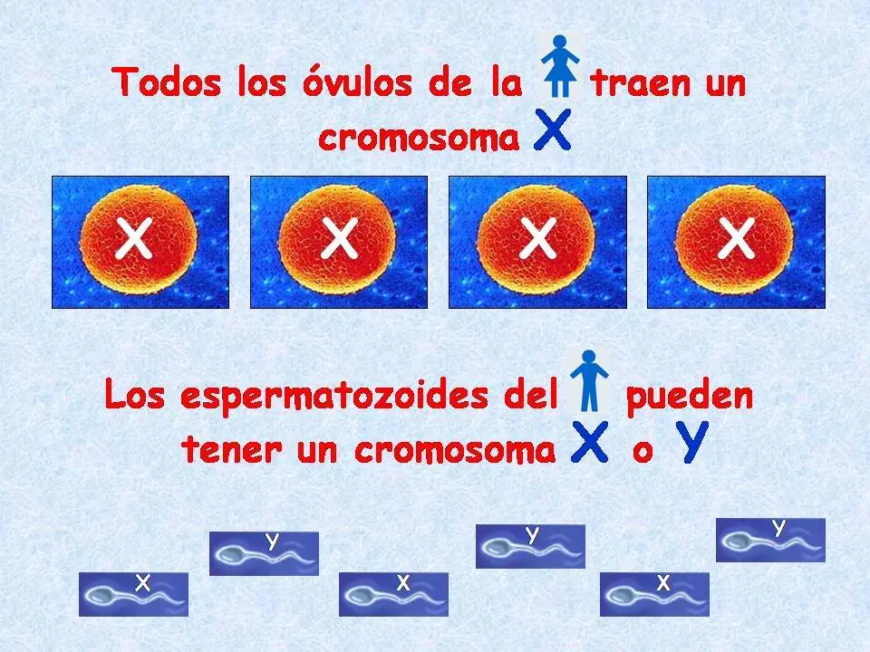 celulas