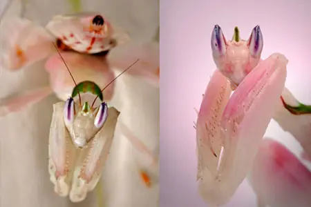 insectos