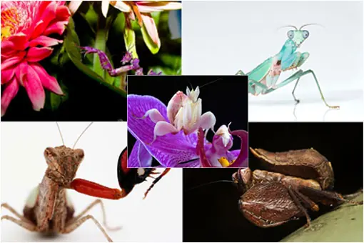 5 de las Mantis más bonitas del planeta