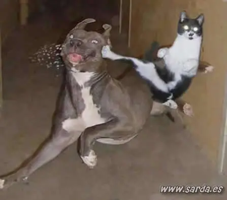 Gatos, hamsters haciendro drift y turbo.