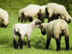 ¿Sirve de algo contar ovejas para dormir?