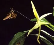 Coevolución de las flores y sus polinizadores