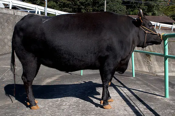 La mejor carne del mundo