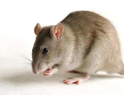 ratas aterradoras