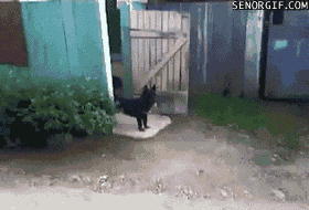 A Reir con estos 20 Gifs de Animales!!!