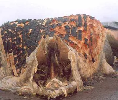 Monstruo marino varado en Peñíscola