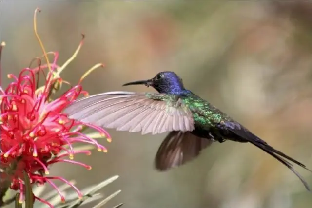 Ondas cerebrales Alfa y Beta - Meditación con música